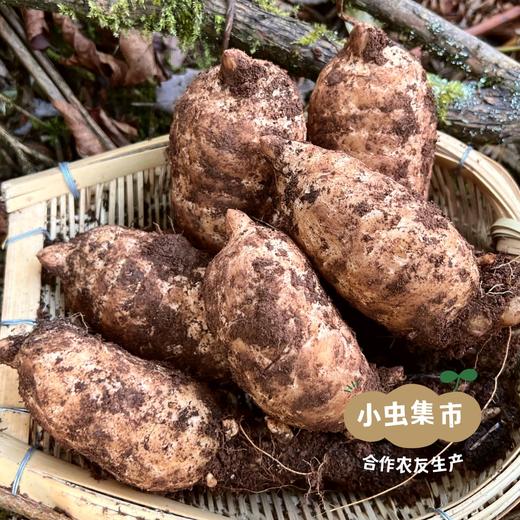 昭通野放鲜乌天麻 3斤/5斤 | 合作农友生产，来自世界天麻原产地云南昭通彝良，生产者：杨德强 *【公平贸易农人定价】 商品图1