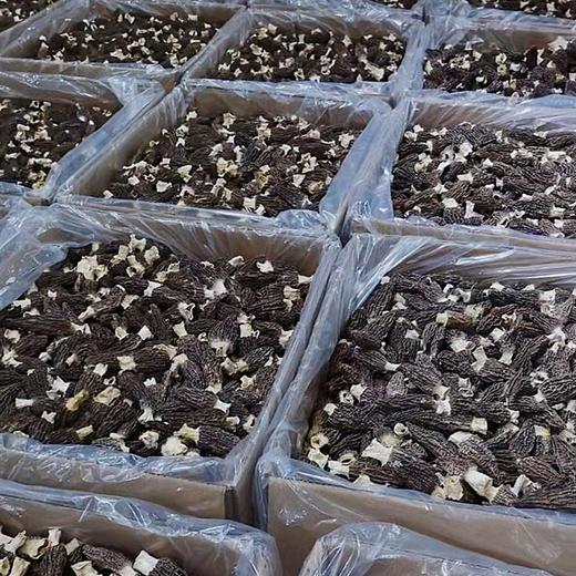 科百佳羊肚菌80g（KBJ）（仅限福建省内配送，满400元包邮） 商品图5