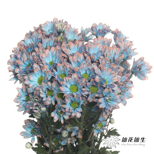 配花 | 染色小菊青花瓷【人工吸染，有色差，慎重下单】 商品图5