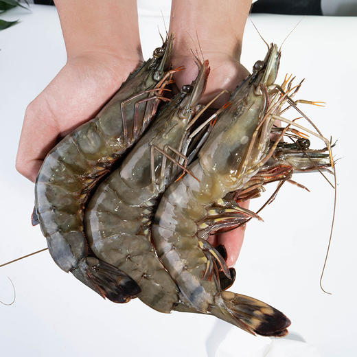 弹指鲜生活冻黑虎虾400g（16-20只）*4袋 商品图1
