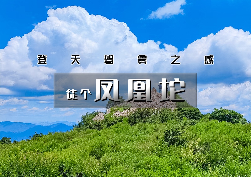【凤凰坨】摘野生猕猴桃の登天驾雾之感-杏树台-凤凰坨11公里穿越<初级>