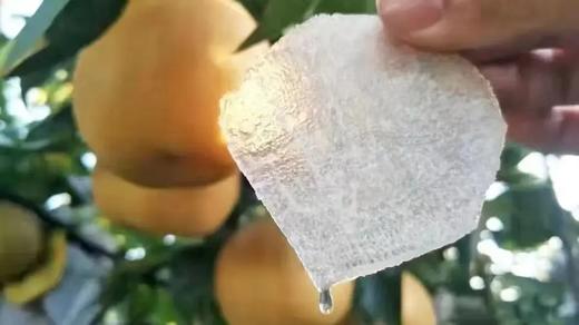 秋月梨4.5-5斤礼盒装【分仓直发，72小时发货，周末节假日不发货】 商品图2