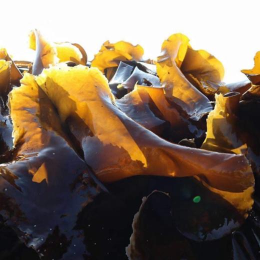有机海带 40米深海自然成长的有机海带嫩芽和出口日本的深海海带 礼盒装 包邮 |百里食 商品图9