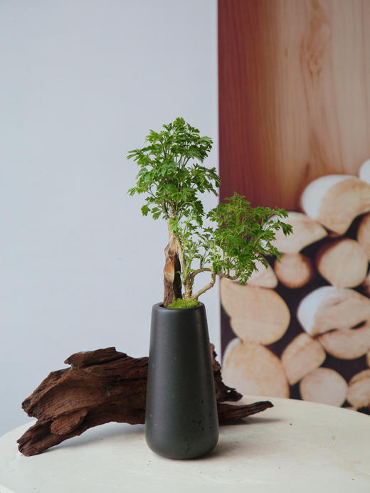 福禄桐 商品图0