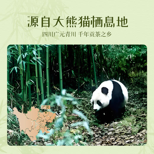 正山堂广元红 熊猫红茶骏眉中国四川特级红茶茶叶正宗罐装30g 商品图2
