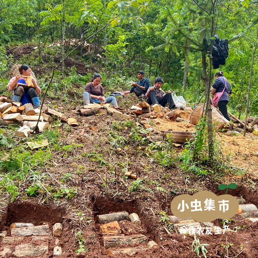 昭通野放鲜乌天麻 3斤/5斤 | 合作农友生产，来自世界天麻原产地云南昭通彝良，生产者：杨德强 *【公平贸易农人定价】 商品图8