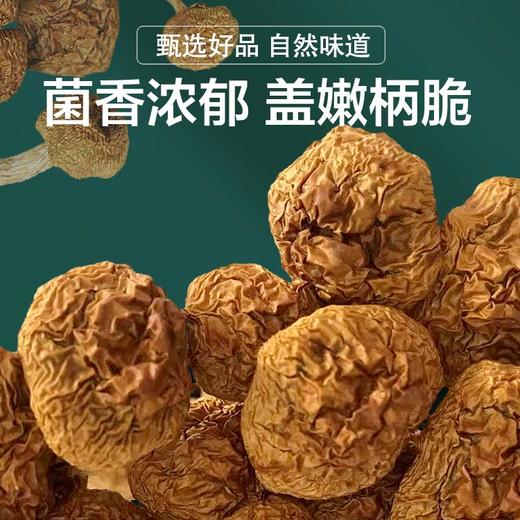 科百佳滑子菇100g（KBJ）（仅限福建省内配送，满400元包邮） 商品图4