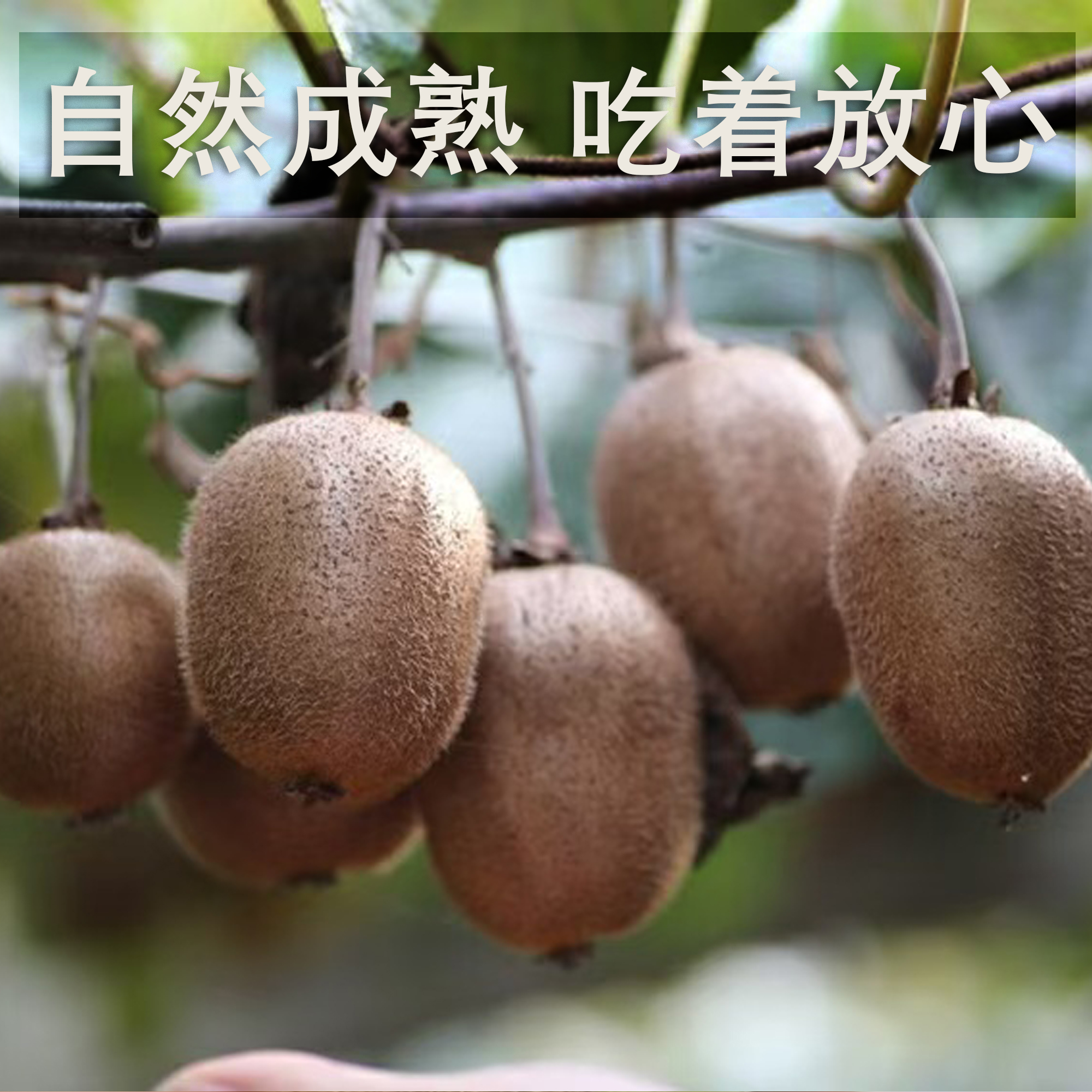 最后一周！【徐香老树猕猴桃】坚持有机生态种植30年，以酵素代替农药，天然健康，口感与众不同，吃完还想吃！