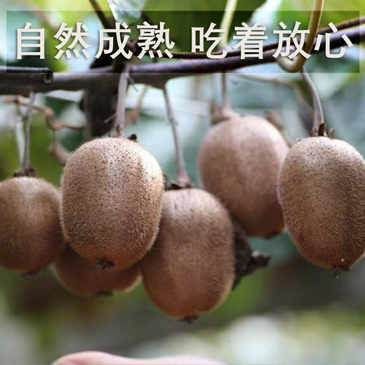 最后一周！【徐香老树猕猴桃】坚持有机生态种植30年，以酵素代替农药，天然健康，口感与众不同，吃完还想吃！ 商品图0