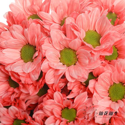 小菊 | 染色小菊胭脂红【人工吸染，有色差，慎重下单】 商品图1