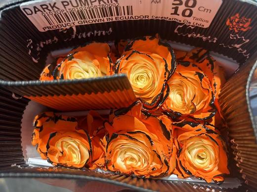 万圣节系列厄瓜多尔染色DARK PUMPKIN暗黑南瓜玫瑰10支 商品图3