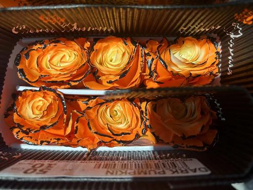 万圣节系列厄瓜多尔染色DARK PUMPKIN暗黑南瓜玫瑰10支 商品图2