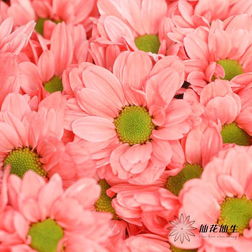 小菊 | 染色小菊胭脂红【人工吸染，有色差，慎重下单】 商品图3