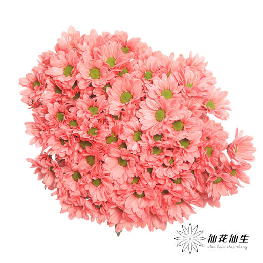 小菊 | 染色小菊胭脂红【人工吸染，有色差，慎重下单】 商品图0