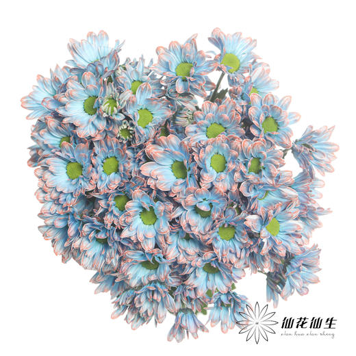 配花 | 染色小菊青花瓷【人工吸染，有色差，慎重下单】 商品图4