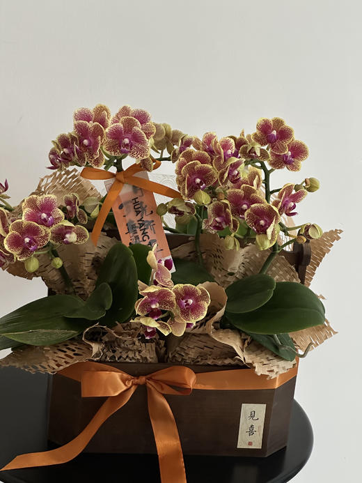 蝶舞兰心 蝴蝶兰盆栽（每盆形态不同，介意慎拍） 商品图1