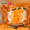 阳澄湖大闸蟹(蟹卡) | 生态养殖 | 膏满肉鲜*Yangcheng Lake hairy crab 商品缩略图0