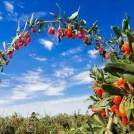 有机红枸杞 商品图0