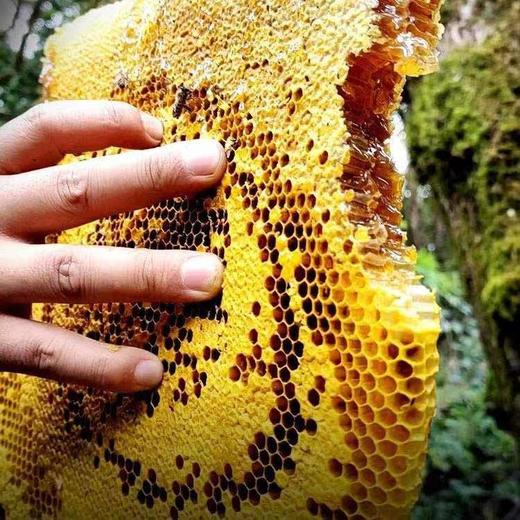 科百佳洋槐蜂蜜500g（KBJ）（仅限福建省内配送，满400元包邮） 商品图4