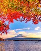【境外】【秋意本州】日本东京+大阪+京都7天6晚 商品缩略图0