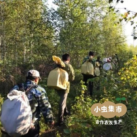 野生蓝莓酱 165g/罐 | 合作农友生产，来自黑龙江大兴安岭，生产者：柳树 &【公平贸易农人定价】 商品图7