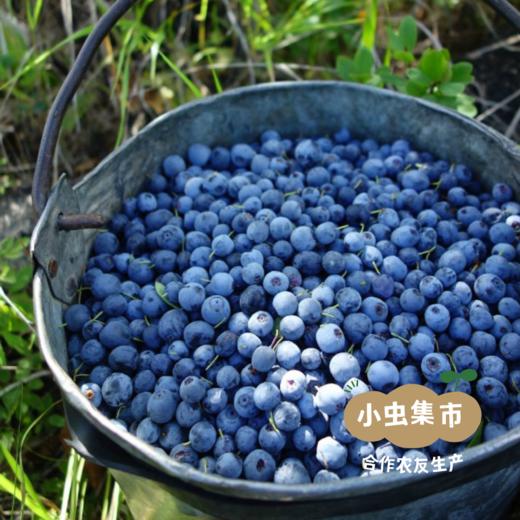 野生蓝莓酱 165g/罐 | 合作农友生产，来自黑龙江大兴安岭，生产者：柳树 &【公平贸易农人定价】 商品图10