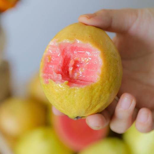 【果蔬精选】树上熟芭乐家族芭乐双拼 树上自然熟 新鲜采摘 甘甜回味 清脆香甜 爽口舒心 商品图3