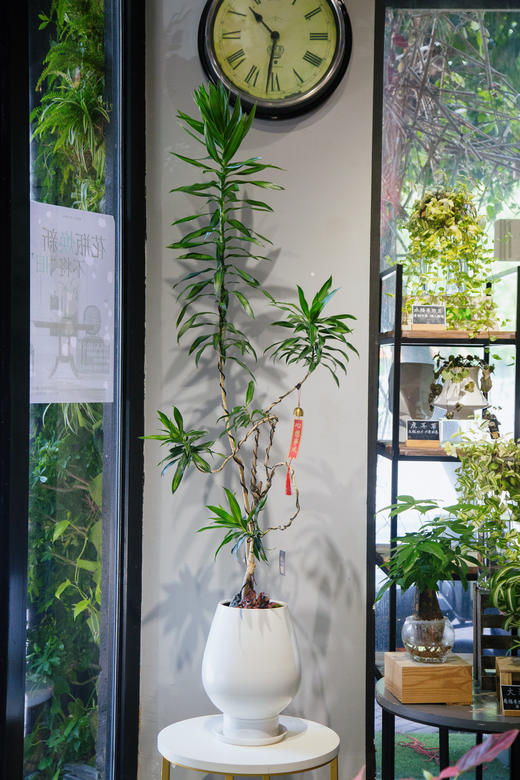 百合竹 商品图0