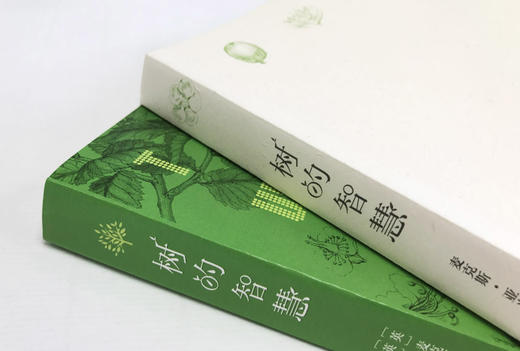 树的智慧（英）麦克斯·亚当斯 著 约翰·伊夫林 绘 商品图3