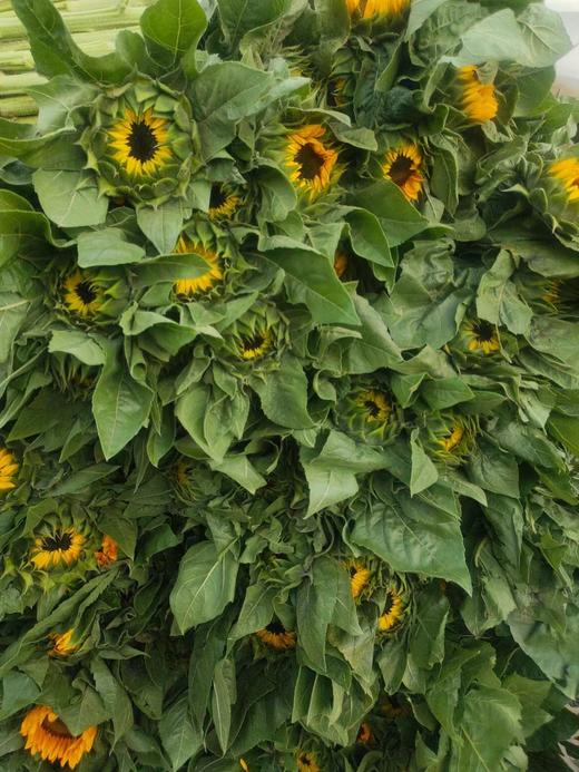 向日葵A级 商品图0