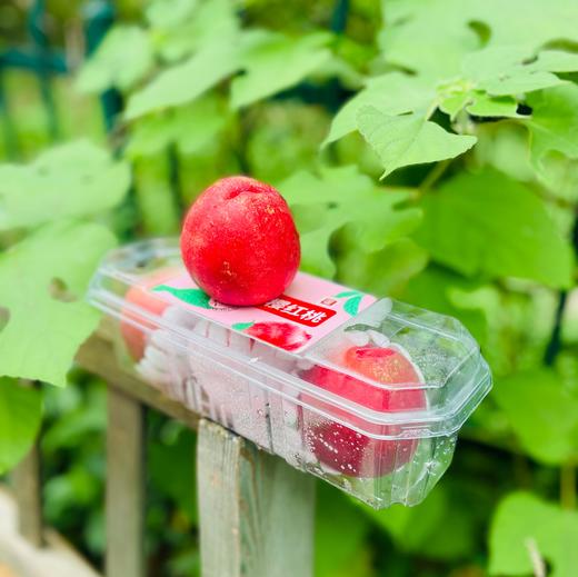 云南小樱红桃| 🌹🍑“小樱红桃”产自美丽的云南文山，天然的地理优势，低纬度产区光热资源好，极早熟，髙海抜昼夜温差大，山区生态环境好健康，无污染等特点造就了文山独特的高品质蜜桃🍑❤️ 商品图0