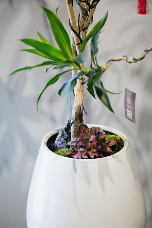 百合竹 商品图2