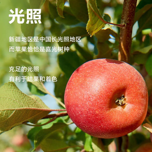 100%鲜果冷压榨0添加NFC纯果汁农夫山泉17.5°新疆苹果汁橙汁330ml*6低温冷藏款 商品图3
