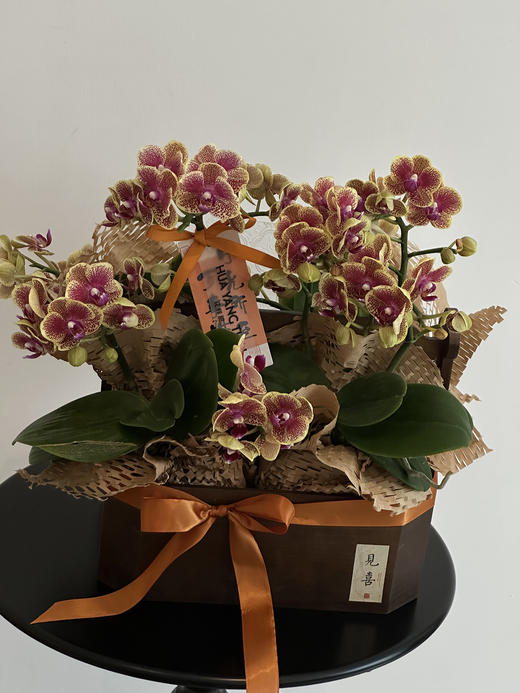 蝶舞兰心 蝴蝶兰盆栽（每盆形态不同，介意慎拍） 商品图0