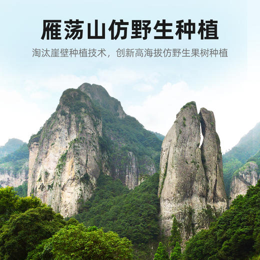 杞里香铁皮石斛 商品图4