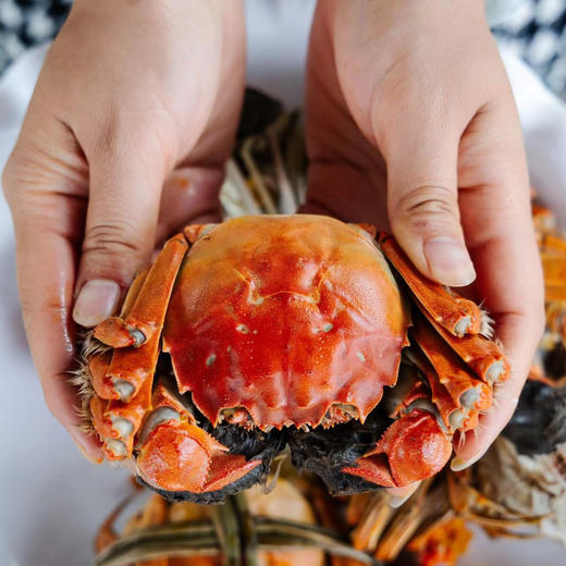 卜鲜季大闸蟹 蟹卡精心挑选 感蟹有你 商品图1