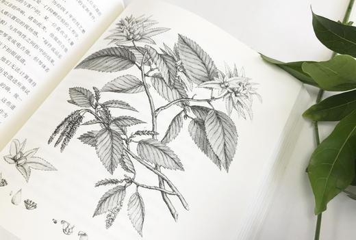 树的智慧（英）麦克斯·亚当斯 著 约翰·伊夫林 绘 商品图5