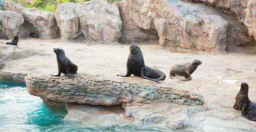 【珠海长隆臻享导览私家团】全天向导陪玩不限时+私人专属旅拍+快速通手环18项快趣达|管家式一对一服务|园区消费8折+官方酒店优惠代订+配童车（不含长隆门票） 商品图13