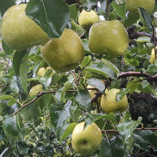 2025年砀山梨-预售（发顺丰快递，不包邮） 商品图1