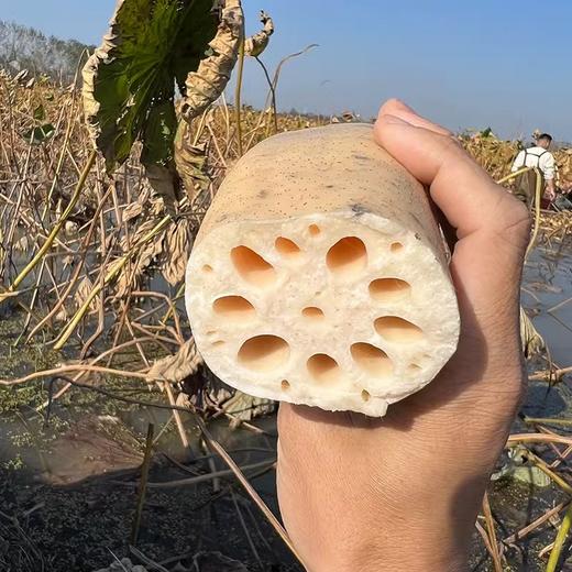 【顺丰包邮】正宗洪湖精品粉藕 现挖湖北九孔粉藕 煲出香浓靓汤 粉糯香甜 商品图4