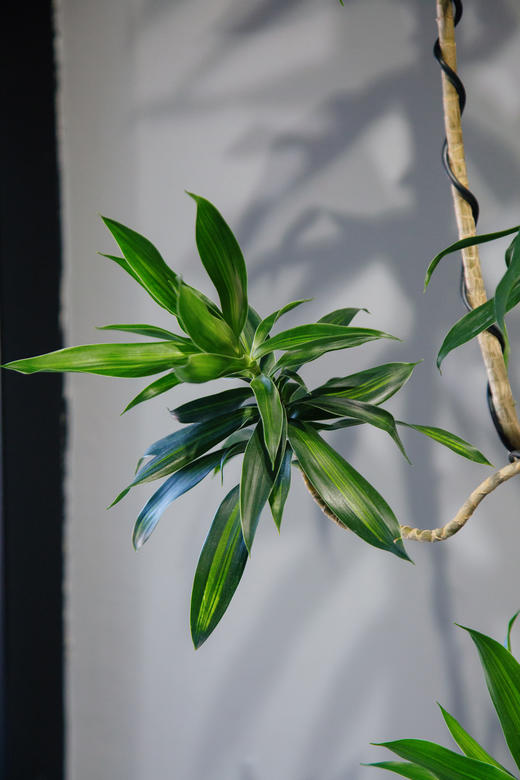 百合竹 商品图1