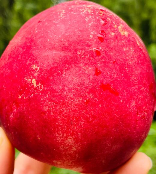 云南小樱红桃| 🌹🍑“小樱红桃”产自美丽的云南文山，天然的地理优势，低纬度产区光热资源好，极早熟，髙海抜昼夜温差大，山区生态环境好健康，无污染等特点造就了文山独特的高品质蜜桃🍑❤️ 商品图1