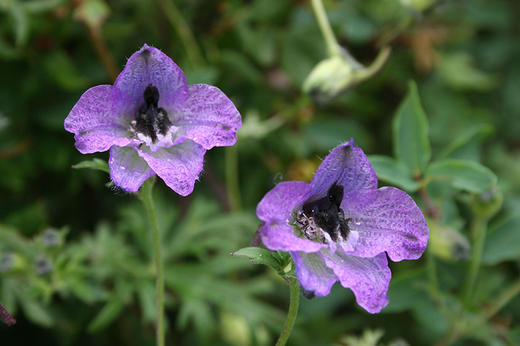 中国常见植物野外识别手册：青海册 商品图2
