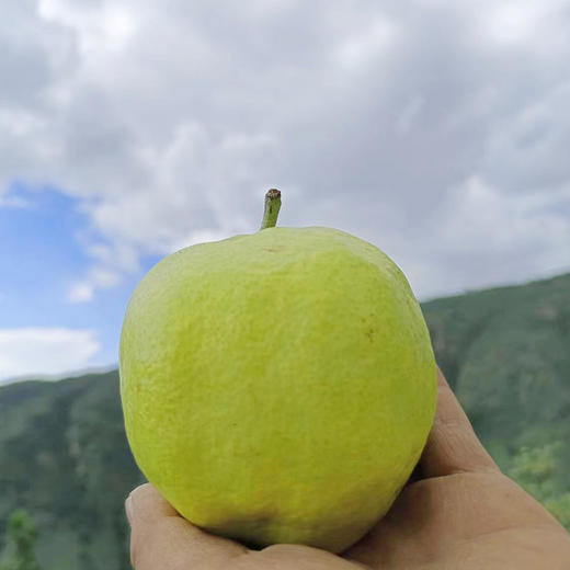 [屁侠推荐]高山古树蜂糖梨 云南大理宾川  半野生 自然熟 脆甜化渣 皮薄不用削 商品图2