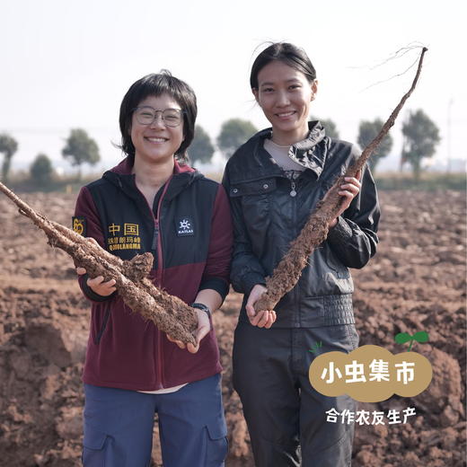 生态垆土铁棍怀山药片 250g/罐 | 合作农友生产，产自河南温县，生产者：崔永利、崔利兵、崔娜娜 ＆【公平贸易农人定价】 商品图3