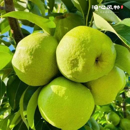 大理宾川蜂糖梨·泊心风物 商品图3
