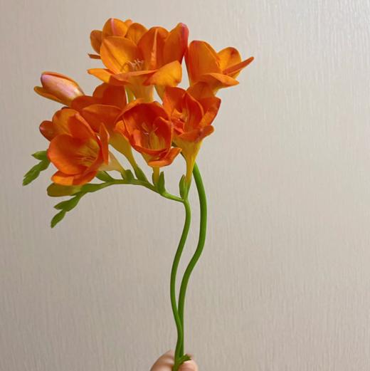 香雪兰丨橙色丨草花 商品图2