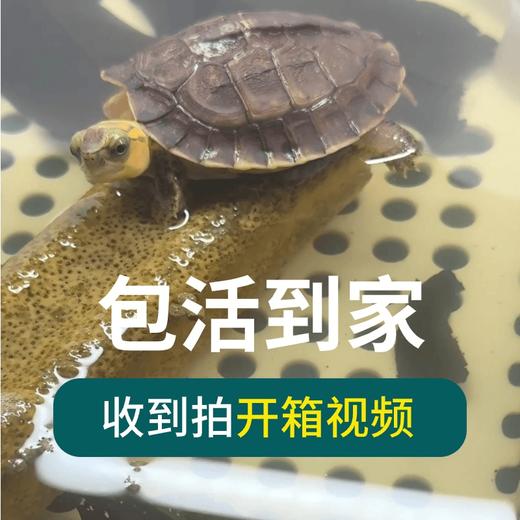 命脉活体龟专用链接【下单后截图给收款人】 商品图0