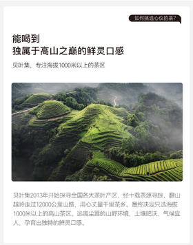 为什么选择贝叶集的茶？