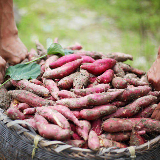 【现挖现发】天目山小香薯 商品图3